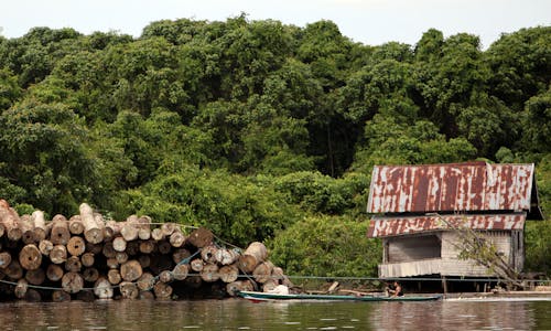 Logging is claiming the last of Indonesia's forests 