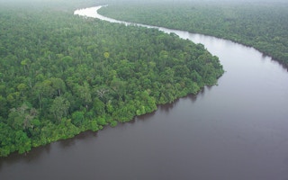 peat swamp forest id