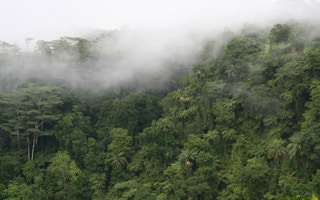 rainforest in Samoa