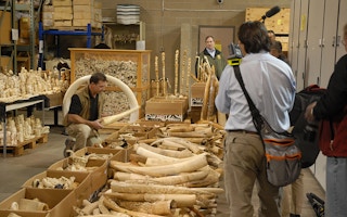ivory slated for destruction