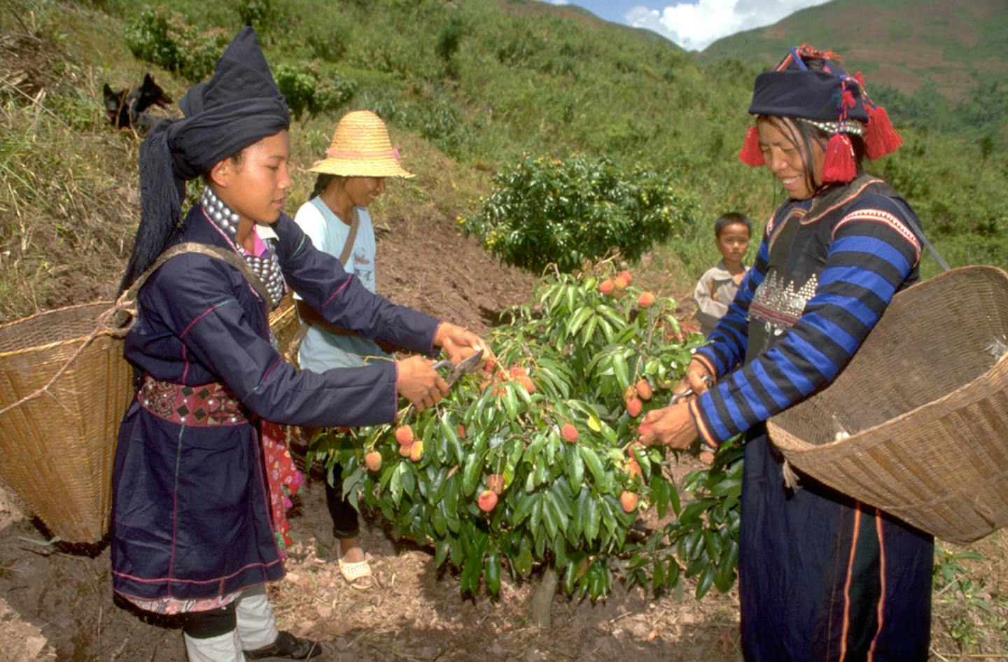 Smallholder Smallholder farmers key to new agricultural revolution | News | Eco ...