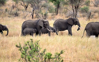 elephantss