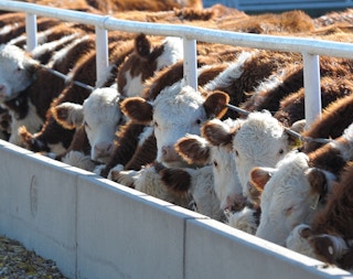 Cattle at an Iowa feedlot
