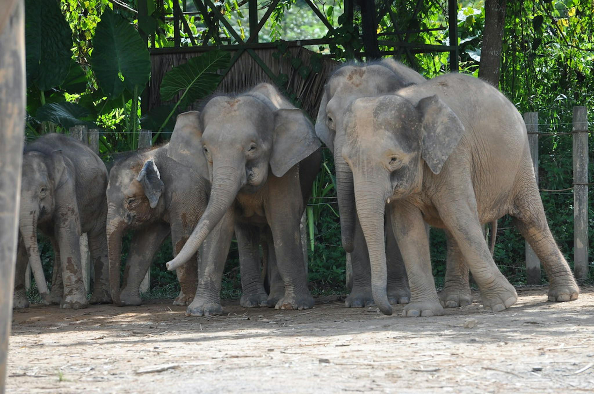 pygmy elephants sabah