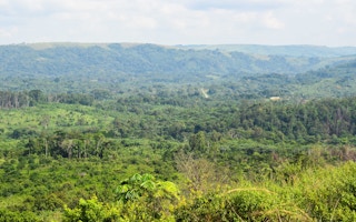 gabon forests
