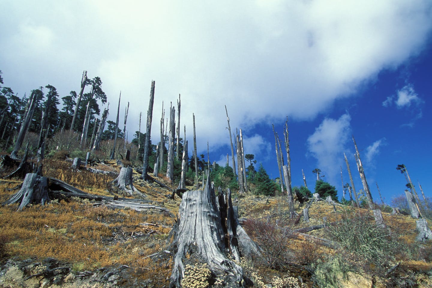 deforestation in bhutan2