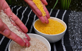 IRRI white versus golden rice