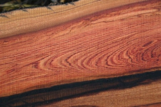 african rosewood