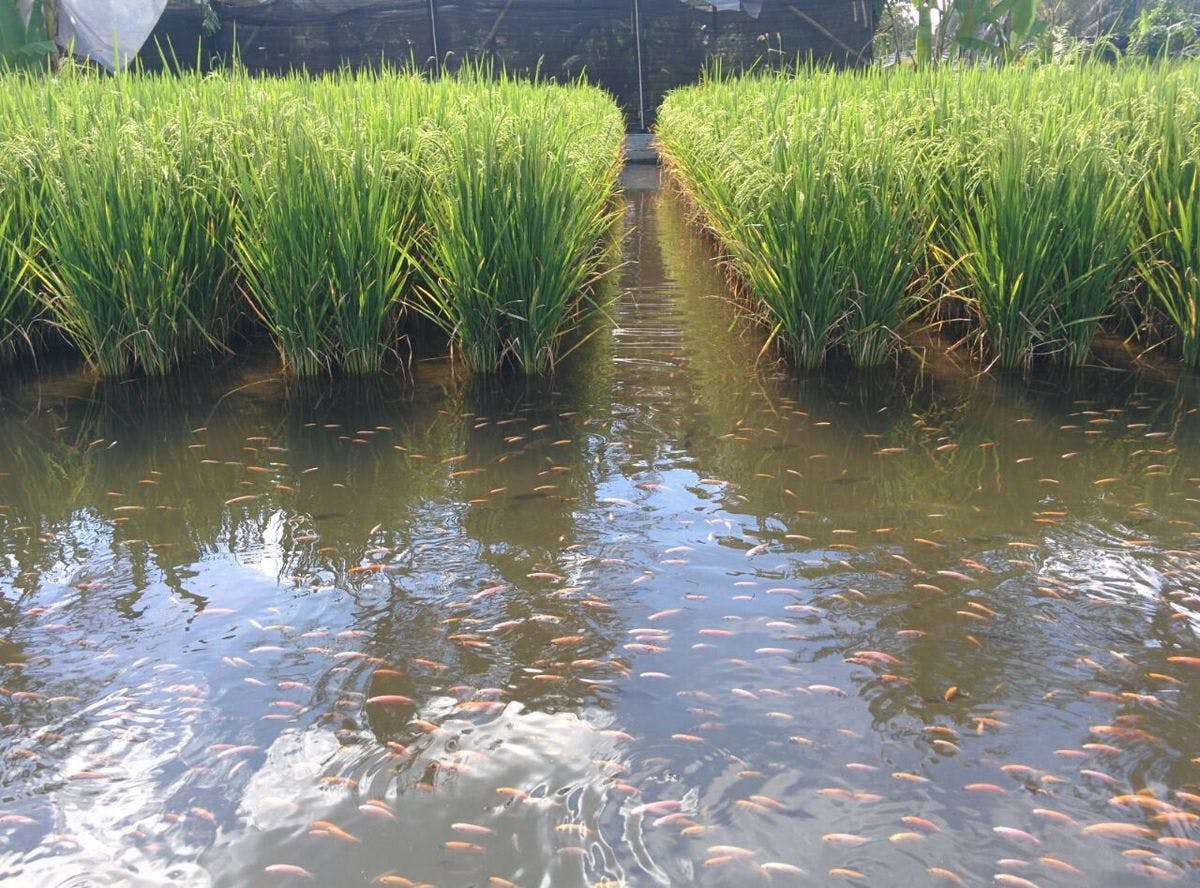 rice fish paddy