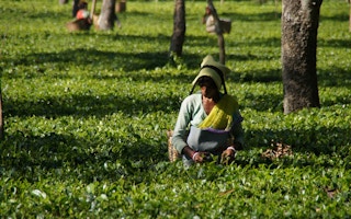 tea picker india