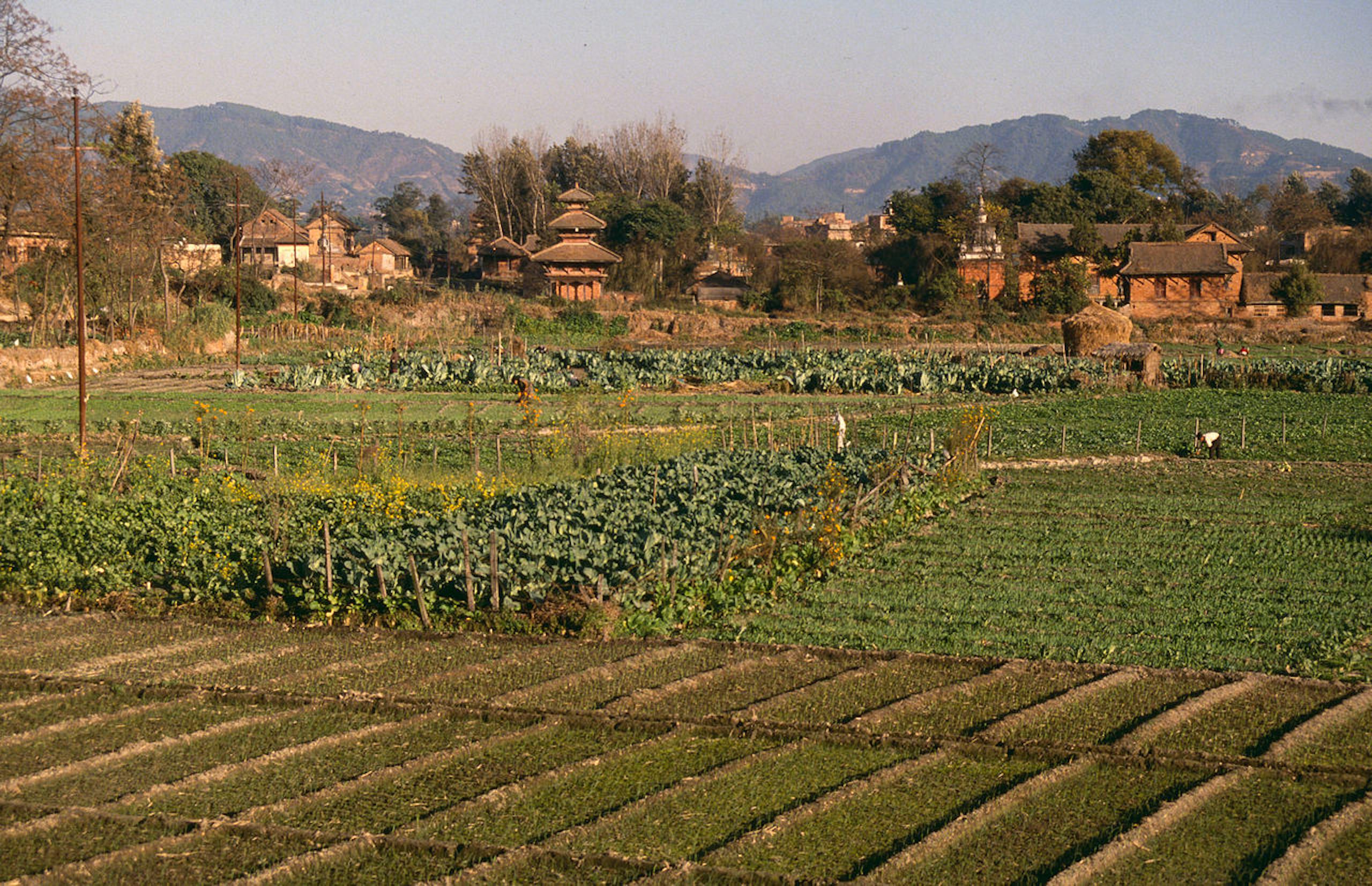 cultivation in Kathmandu Valley