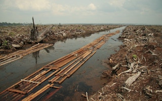 cleared forests for palm oil plantation