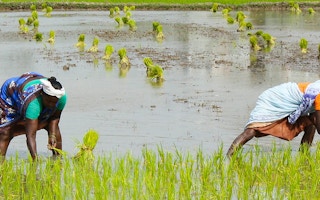 women planting rice