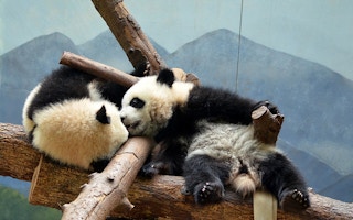panda twins