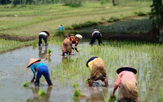 Lombok Indonesia rice farmers