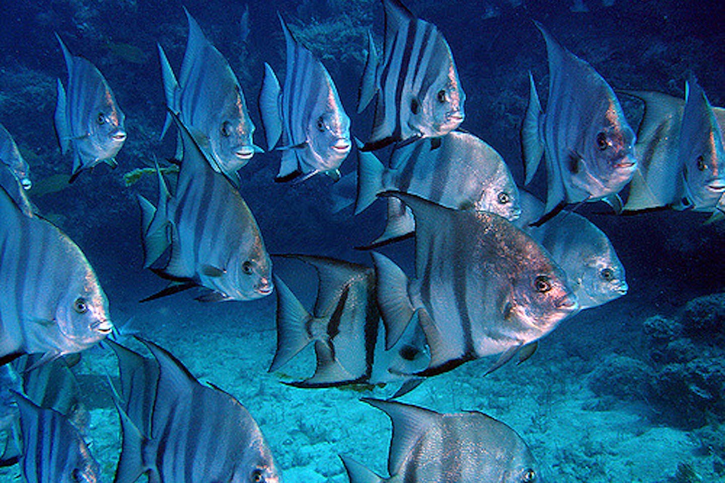 spade fish