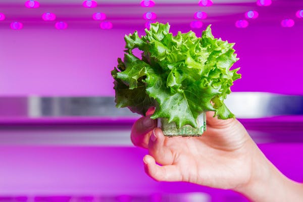 grow wise lettuce