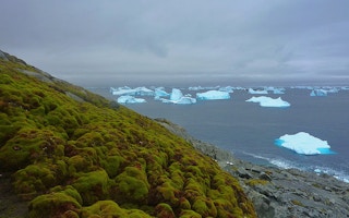 Moss growth in the Antarctic