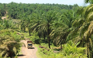 Palm oil plantation in Sumatra