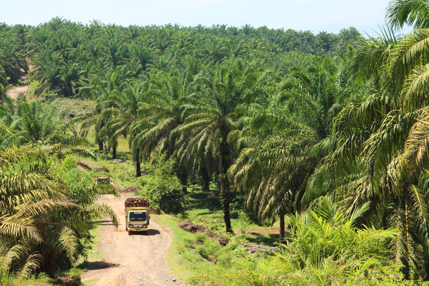 Palm oil plantation in Sumatra