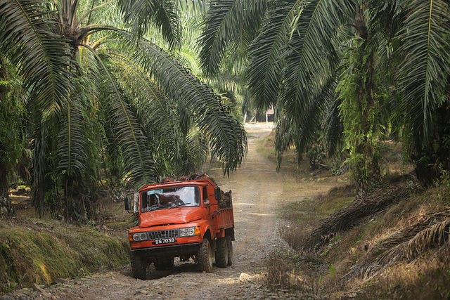 truckload of oil palm 