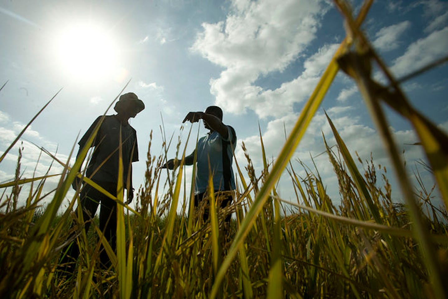 climate resilience in Africa
