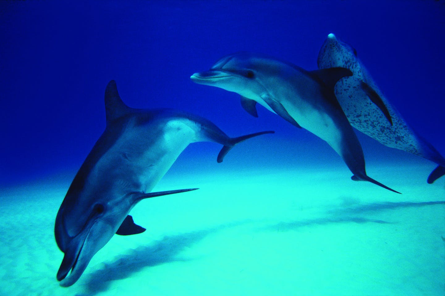 Atlantic spotted dolphins