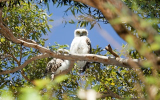 powerful owls australia