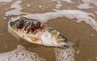 dead fish ashore