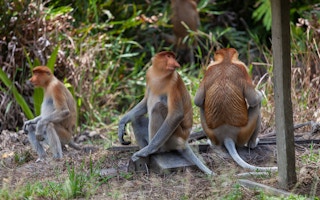 proboscis monkeys borneo