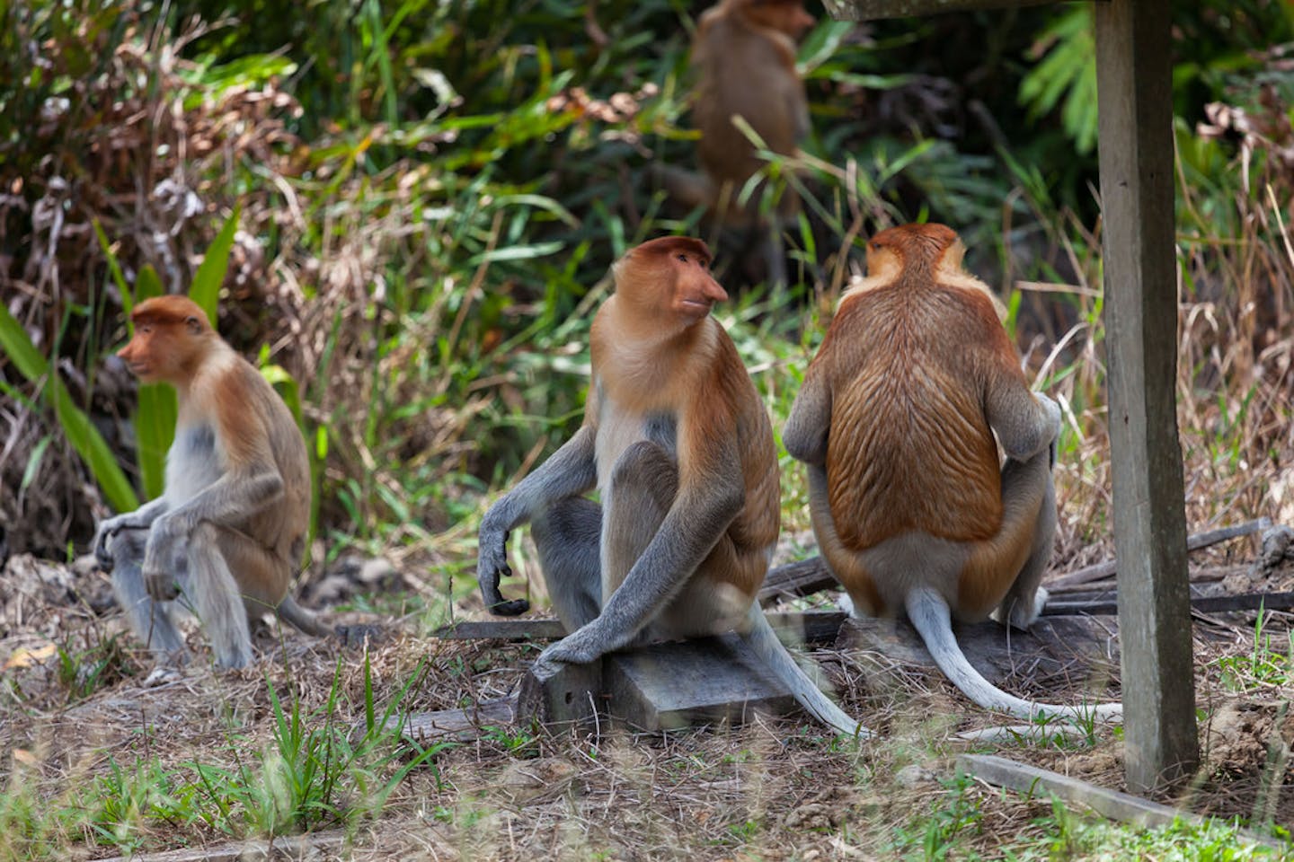 proboscis monkeys borneo