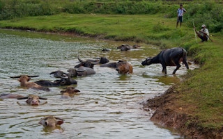 sumba island river buffalo