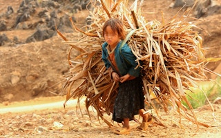 child labourer in a farm