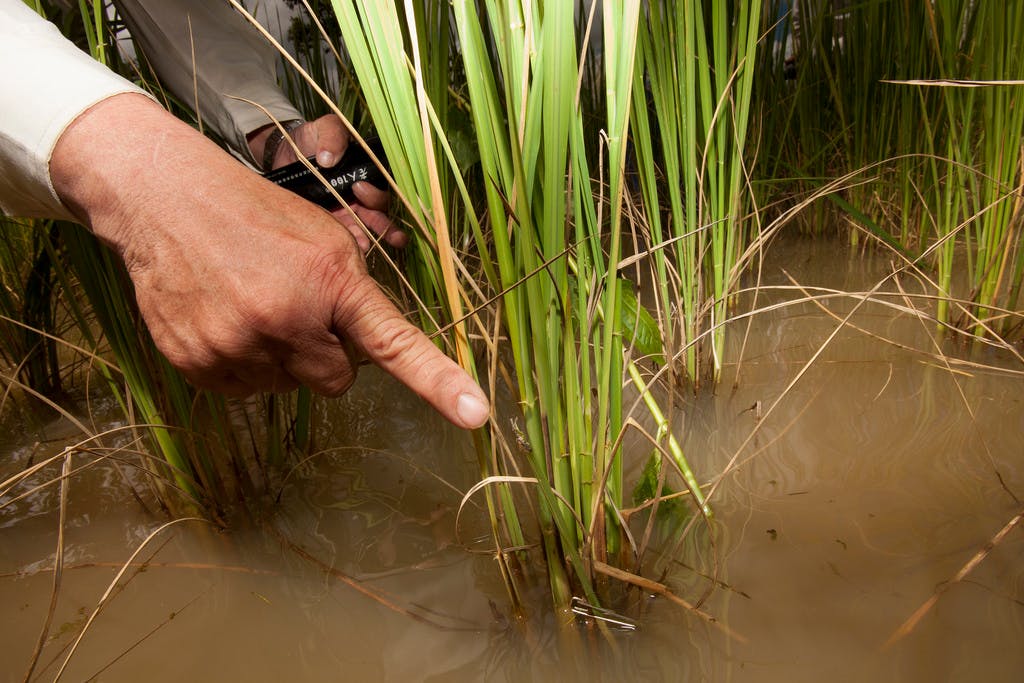rice pest management cambodia