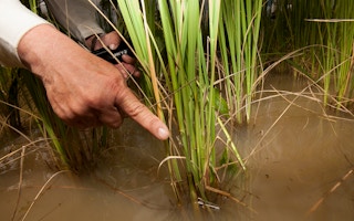 rice pest management cambodia