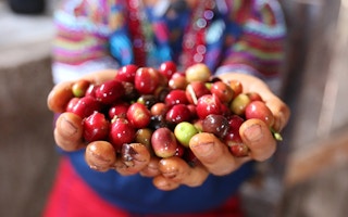 coffee cherries in farmer's hands