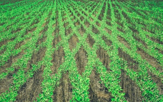 Lines of soy plants criss cross in a field
