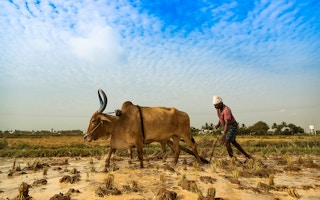 A farmer in India ploughs his field with some help