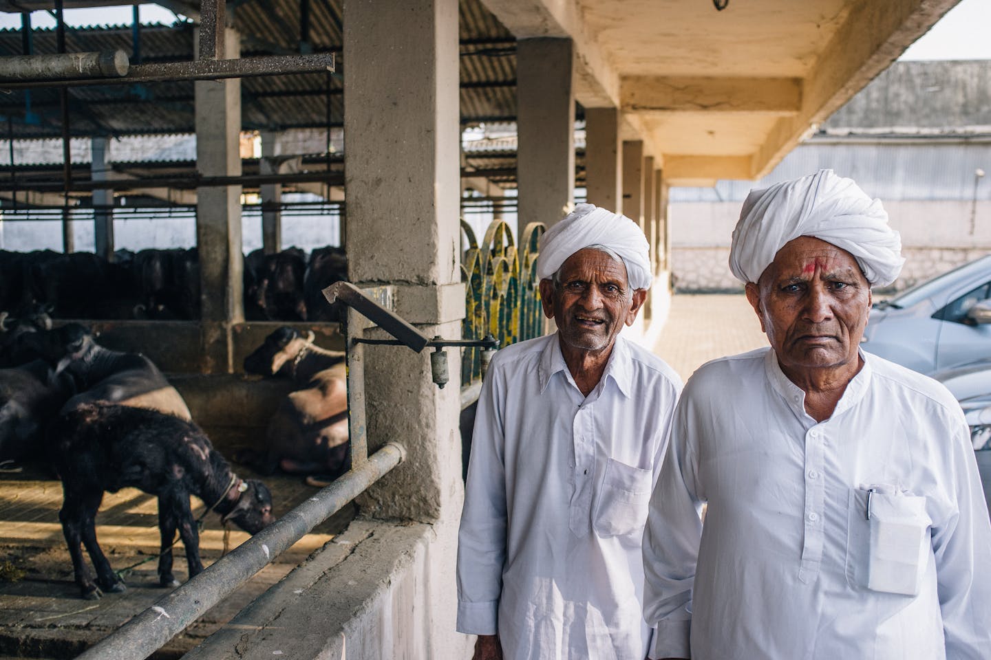 Mumbai dairy farm