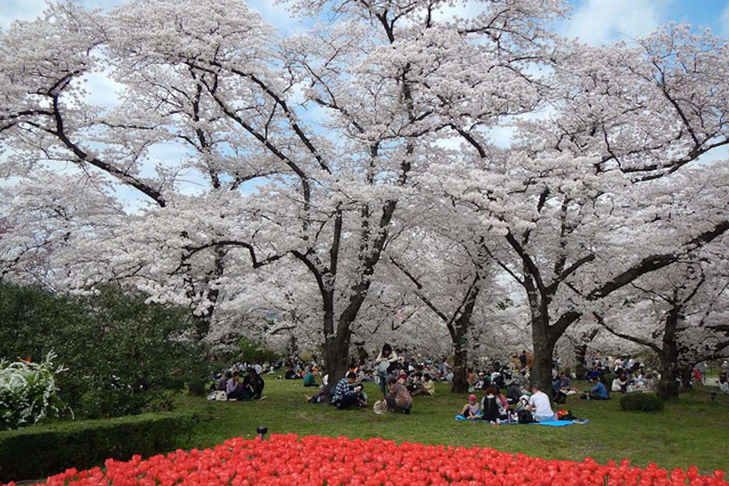 cherry blossoms japan