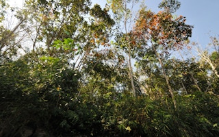Kalimantan peat swamp forest