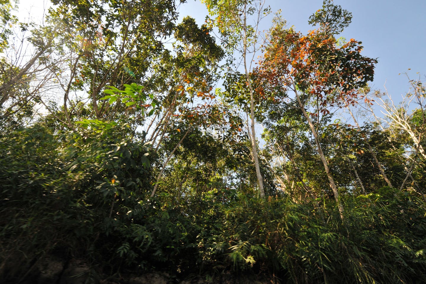 Kalimantan peat swamp forest