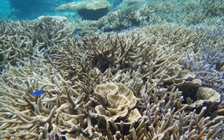 coral reefs japan