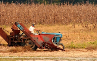 farmer oversees cornfield
