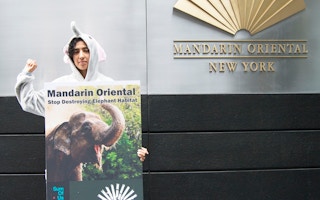 forest heroes elephant activist