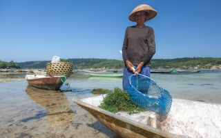 seaweed farmer in Bali