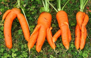 odd carrots