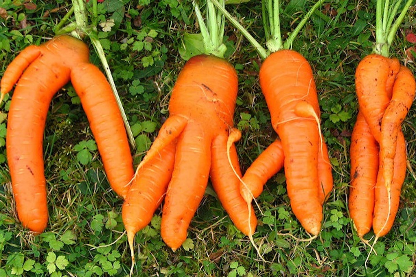 odd carrots