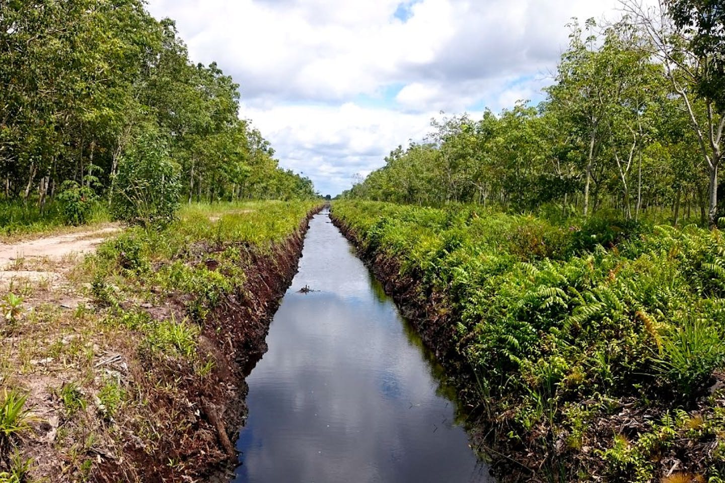canal indonesia rice drainage haze near causing blocks blueprint failure major experts epic past plan eco mongabay indra nugraha pacific