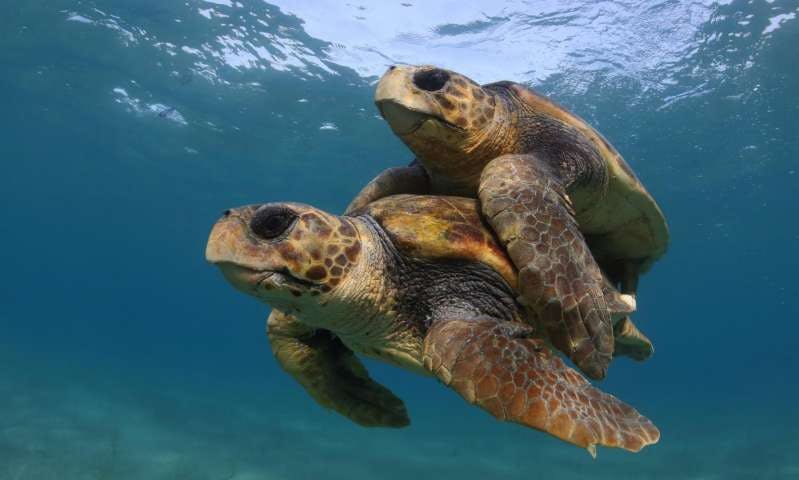 loggerhead turtles